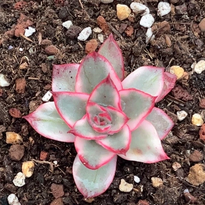 吉赛尔锦单头模特多肉