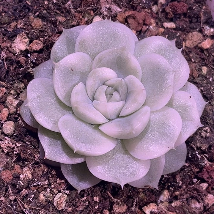 麦杆锦腹轮锦白锦