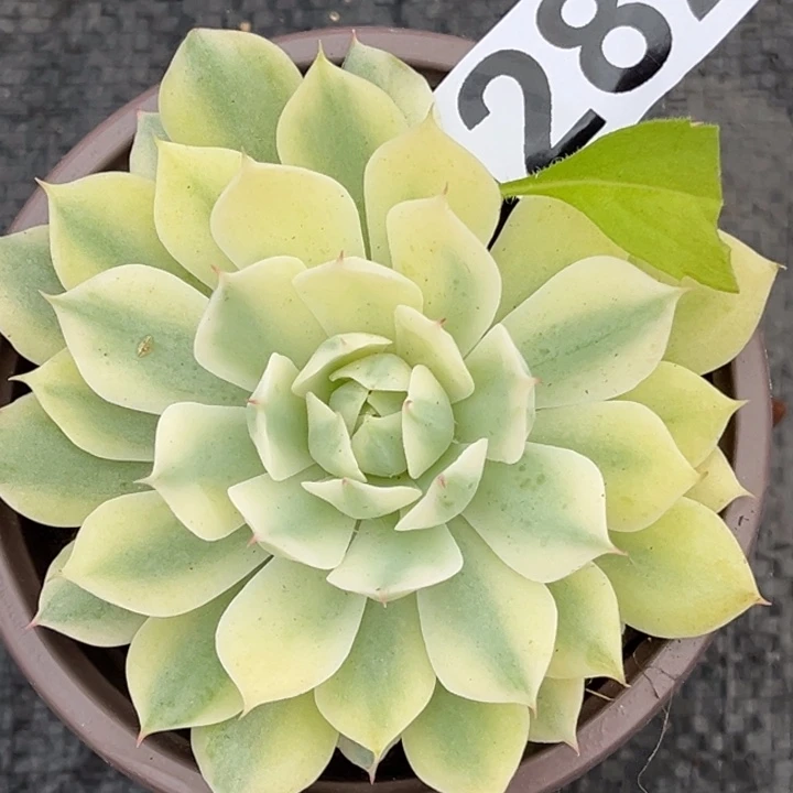 风声锦一颗价格282