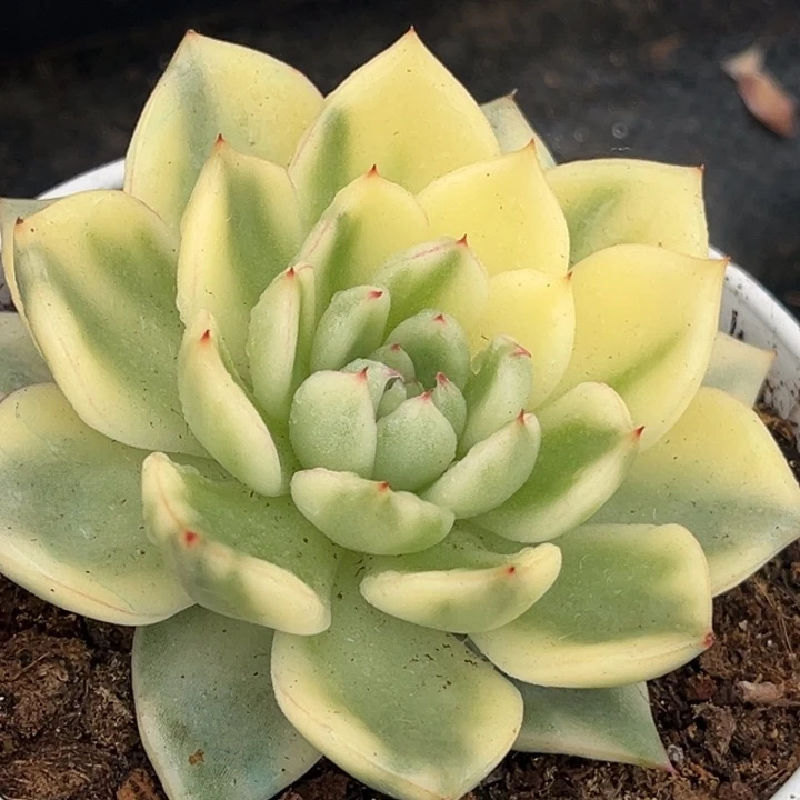 阿诗娜锦一颗价格发货