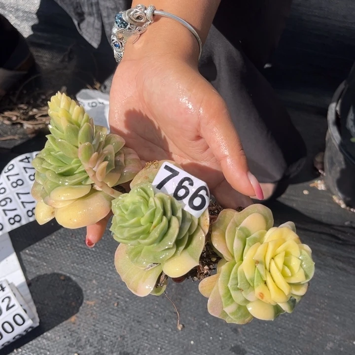 766可爱玫瑰锦vk