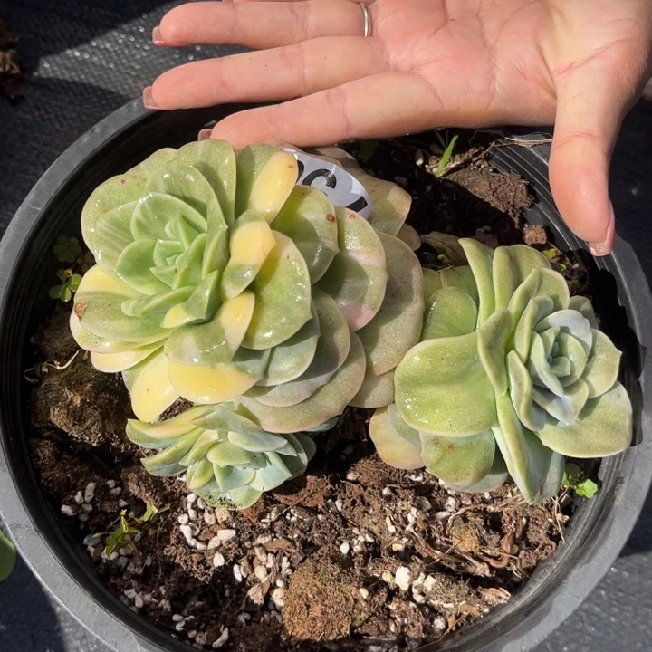 750可爱玫瑰锦群生