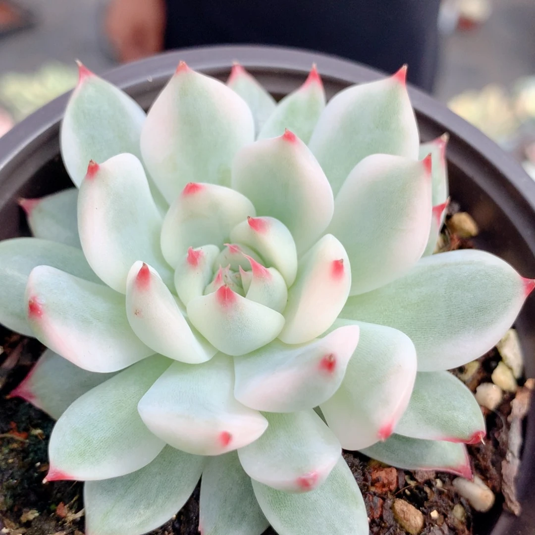 吉娃娃锦一颗价格