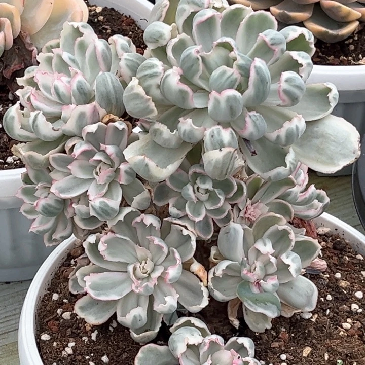 伯克利锦一颗价格模特