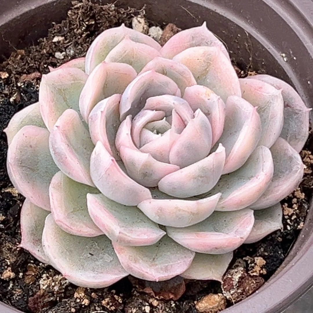 雪球锦一颗价格多肉