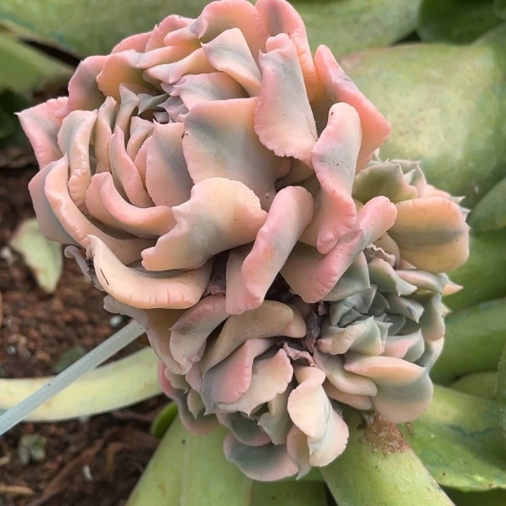 利比里亚锦腹轮锦捧花