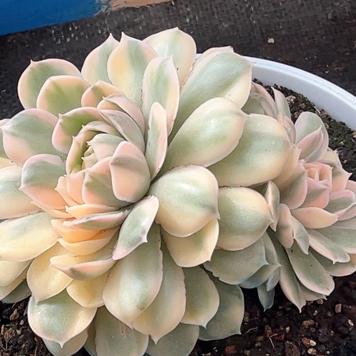 昂斯诺锦双头一颗价格