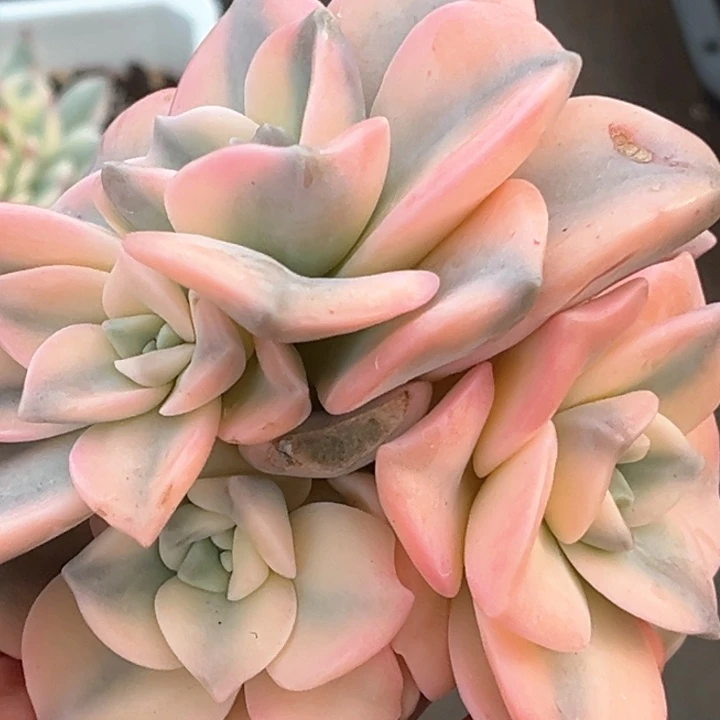 粉紫乐锦捧花五头群生