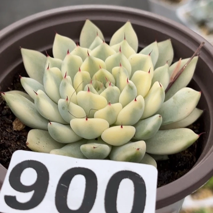 900妲己锦一颗价格