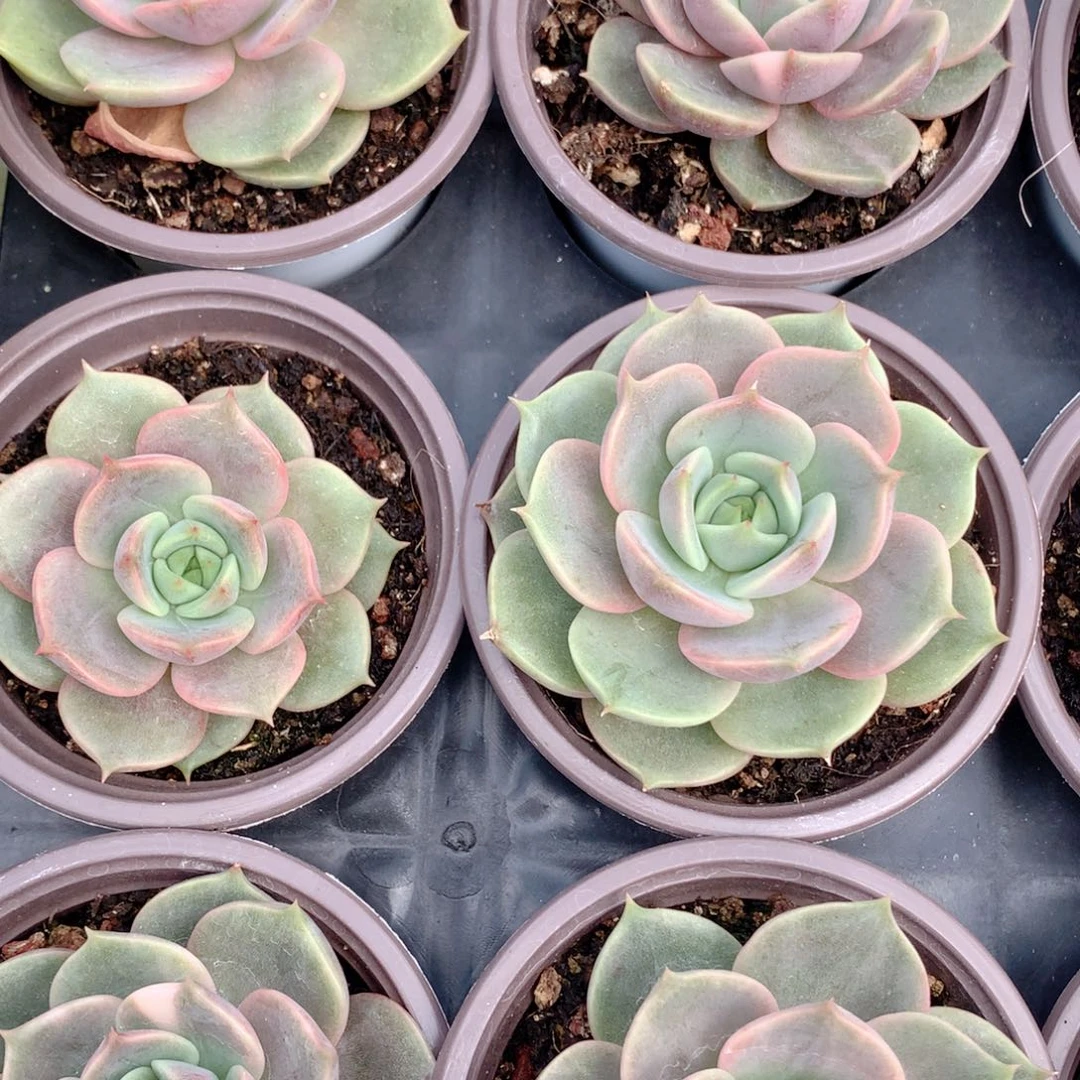 贝加尔湖锦一颗价格发货