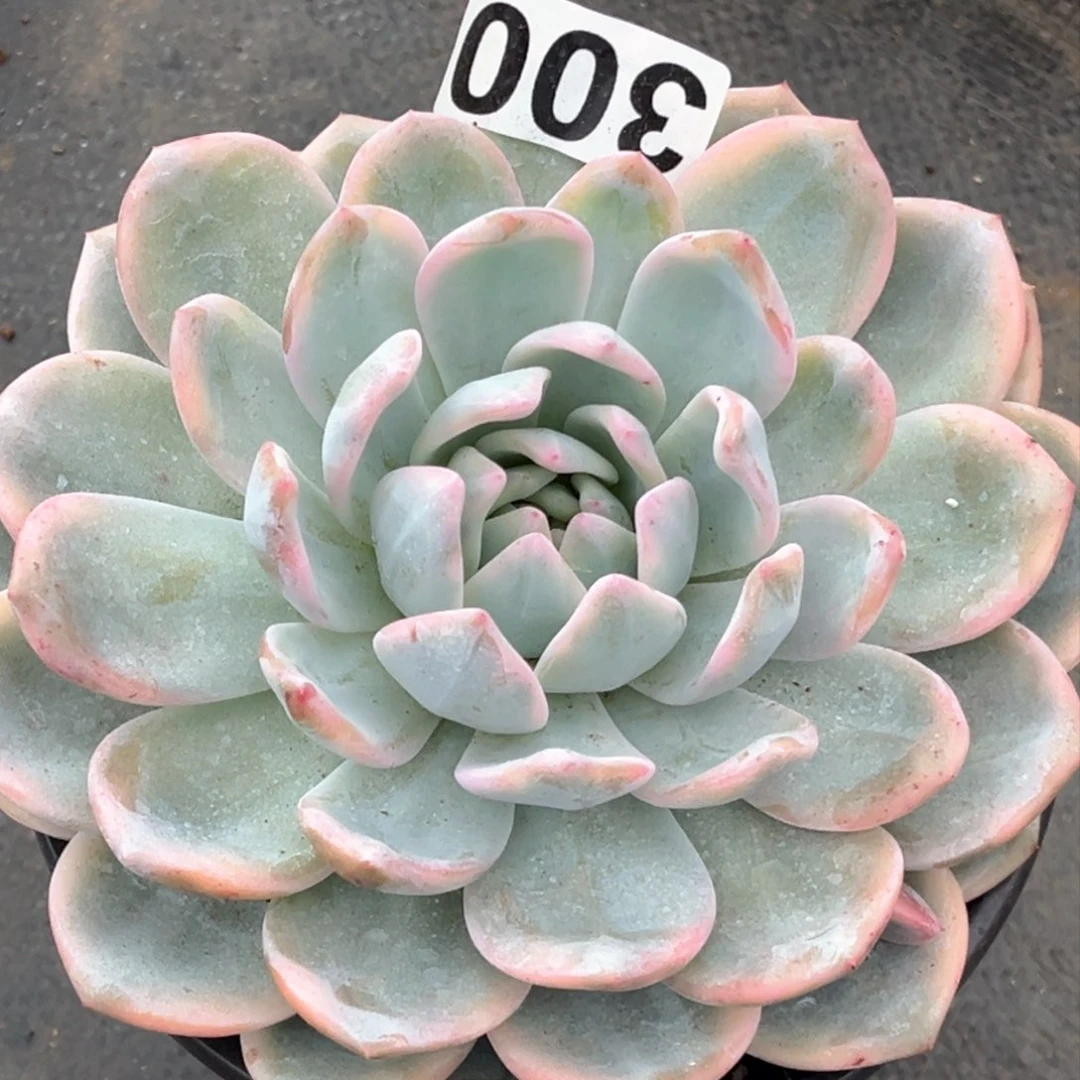 橙梦露锦大猪头一颗300