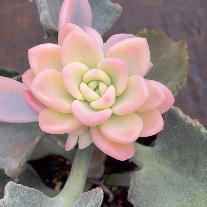 奥普锦大锦边捧花