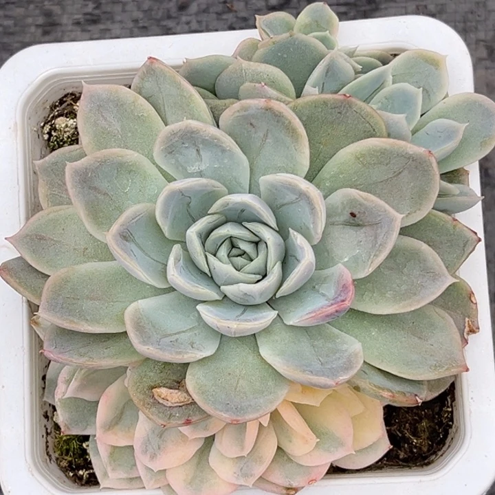 雪球锦一颗价格发货