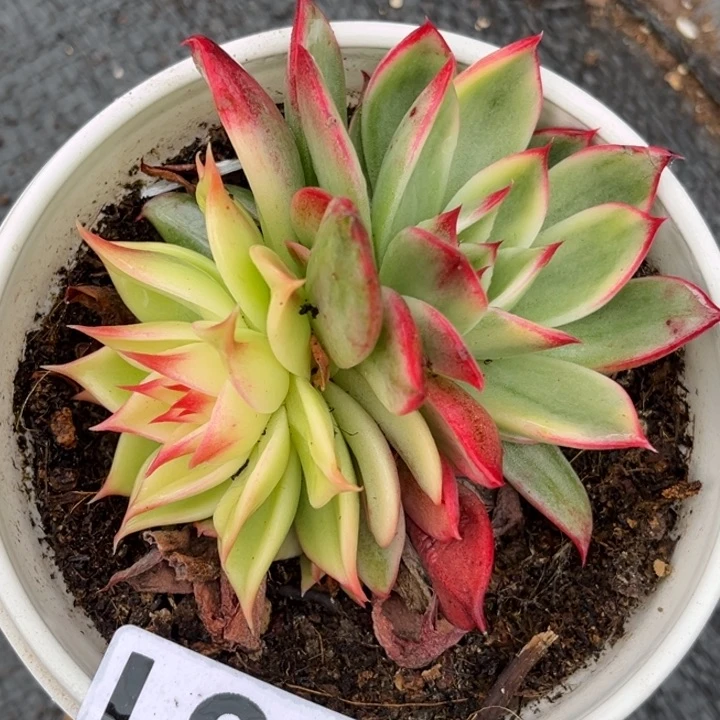 桃花锦一颗价格661