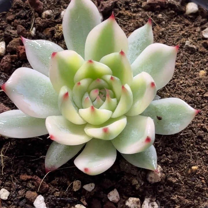 吉娃娃锦一颗价格258