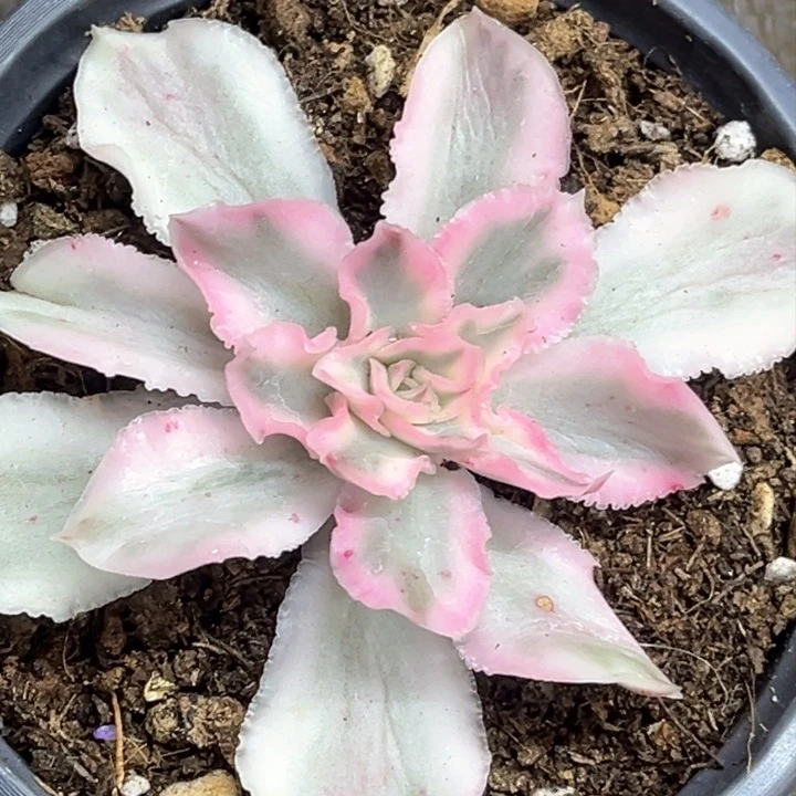 紫蝴蝶锦一颗价格