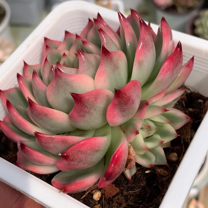 吉娃娃锦一颗价格发货