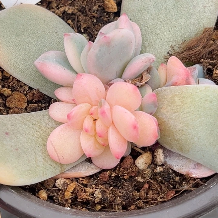 橙梦露锦一颗价格041