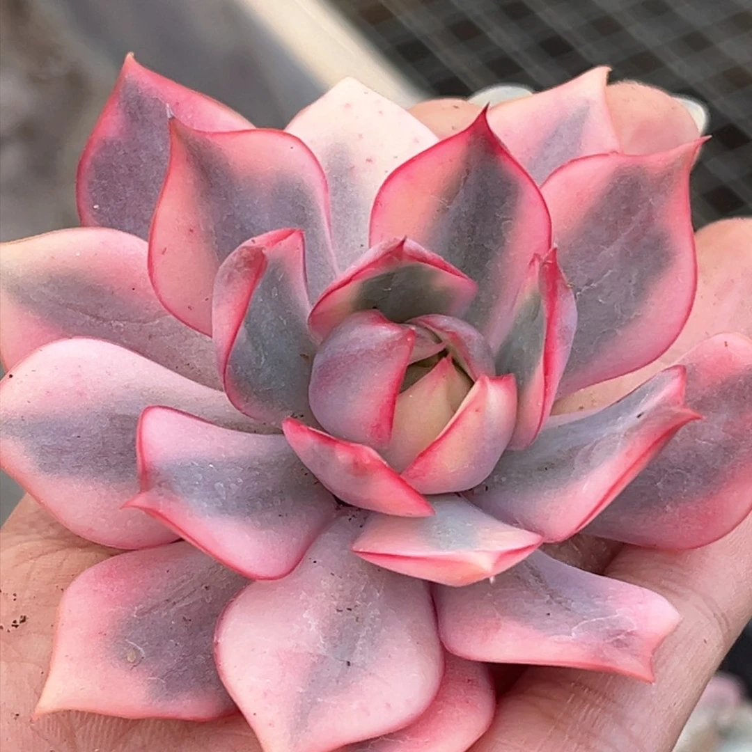 红锦宝莲灯锦一颗主头