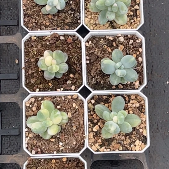 蘑**?奶酪锦七颗打包价格