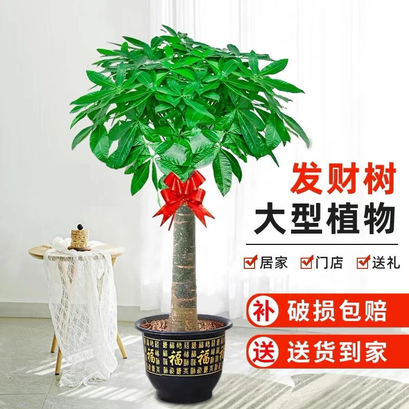 【送货上门】【1.4-1.6米】老桩发财树客厅绿植盆栽大棵型植物