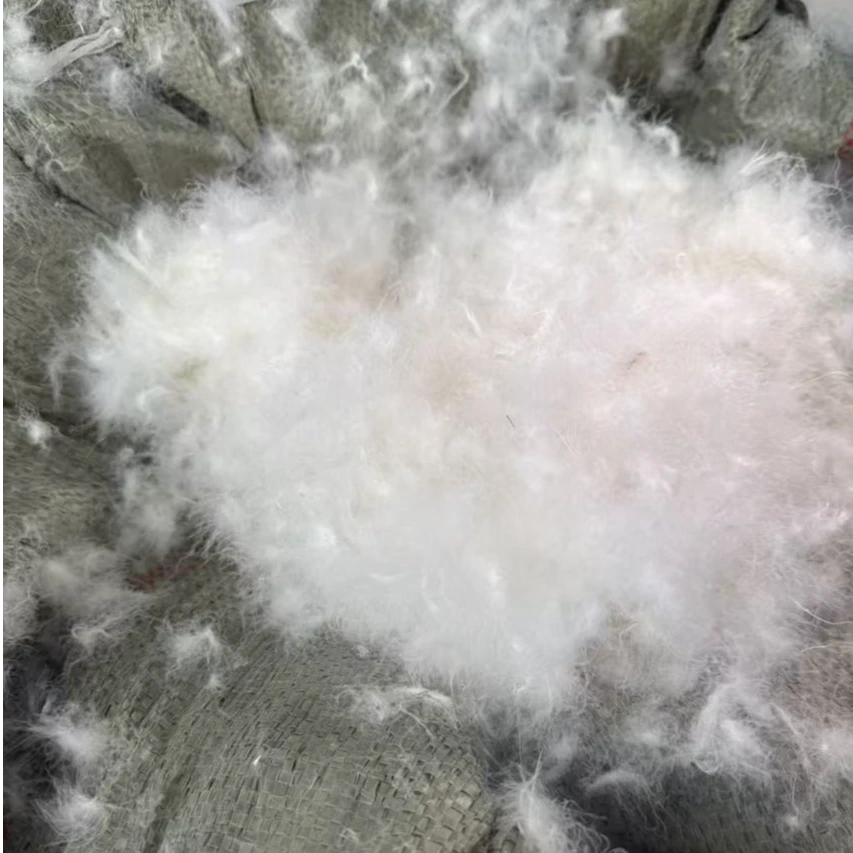 皖西白鹅大鹅鹅绒蓬松白鹅