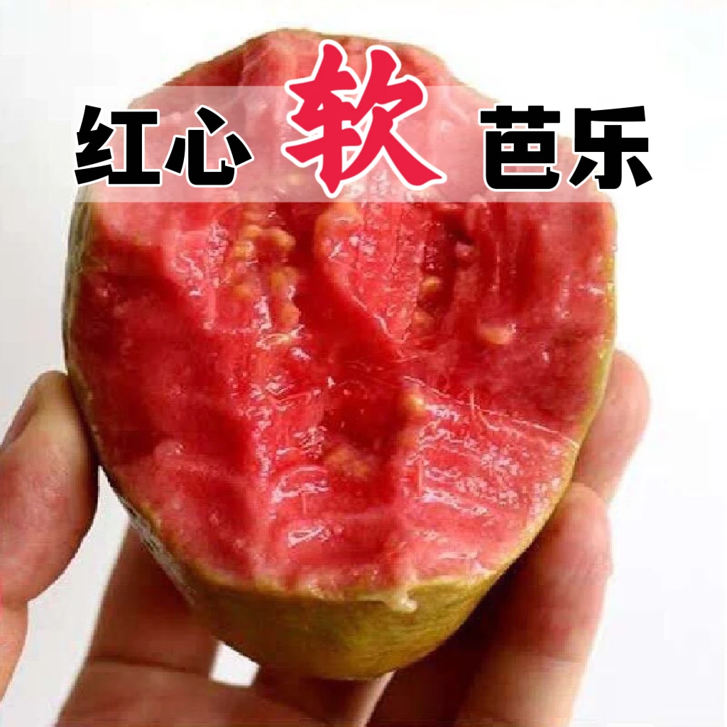 正宗树熟芭乐大王软心红心番石榴新鲜水果红心白心软芭乐1/3/5斤