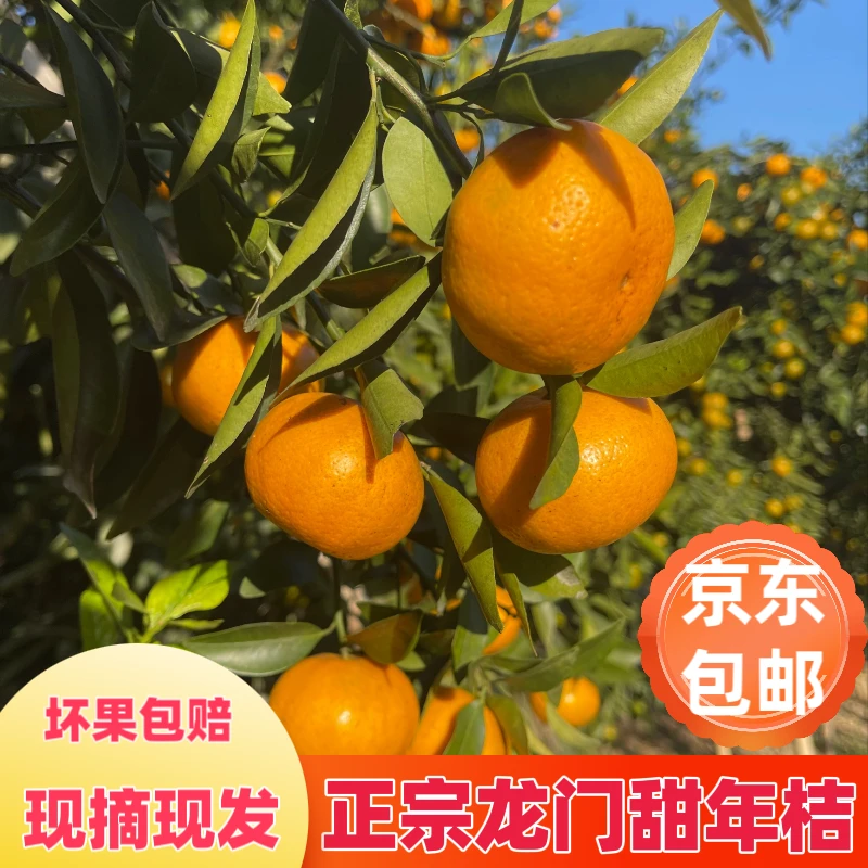 广东正宗龙门年桔新鲜现摘农家水果5/10斤京东包邮皮薄酸甜多汁