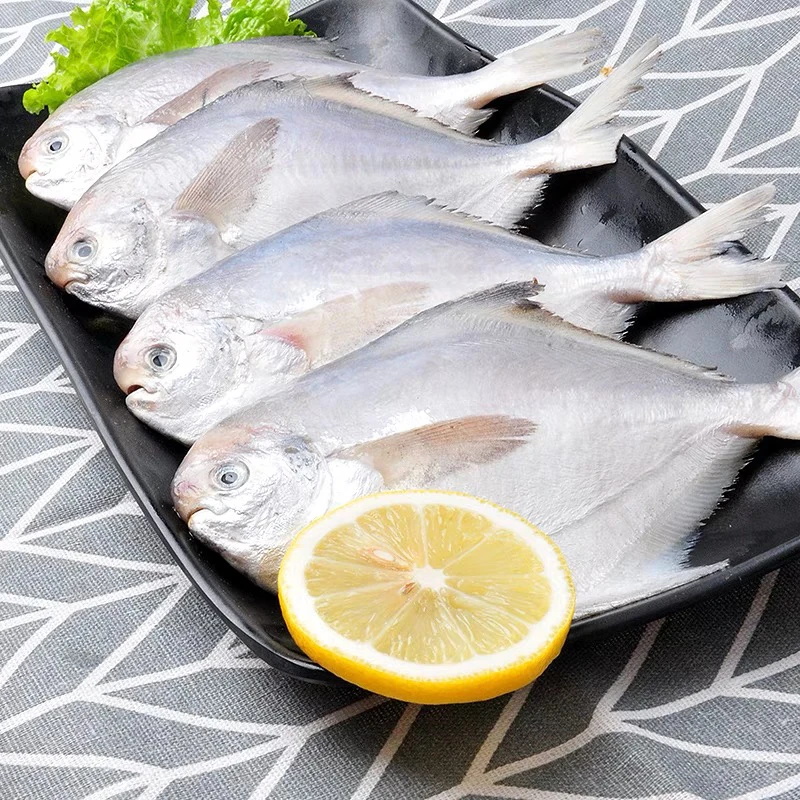 【精选好物】鲳鱼 肉质鲜嫩营养 1件2斤起 辽宁发货