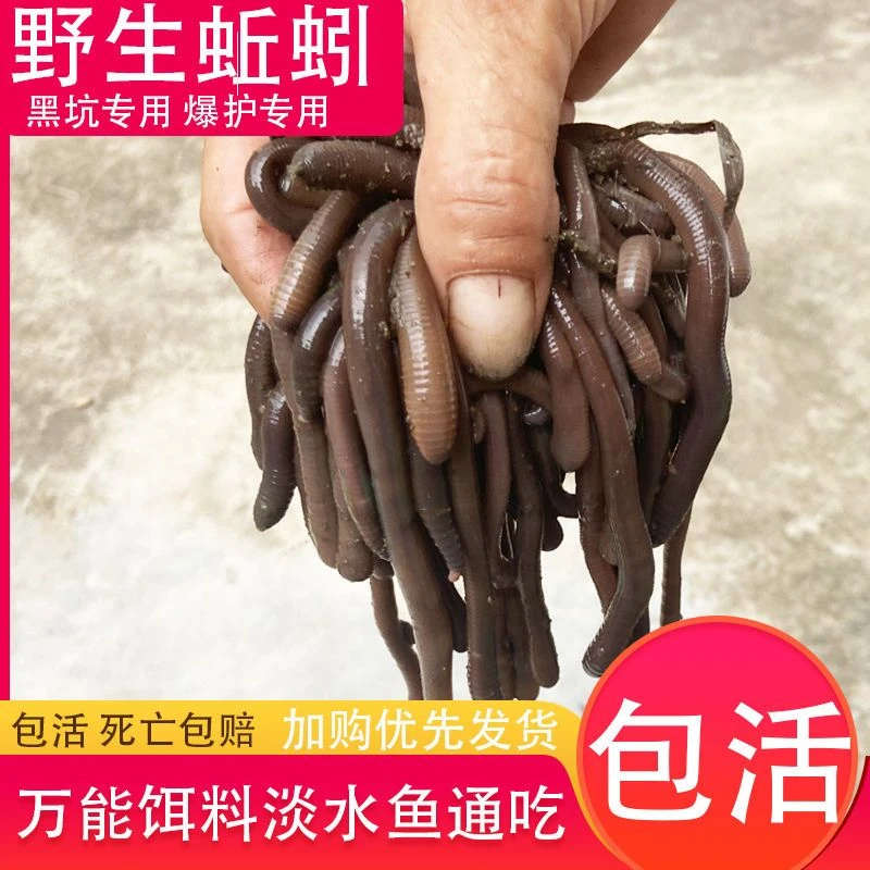 广西黑蚯蚓鲜活大号垂钓活体鱼饵钓鱼黄鳝鲶鱼饵料