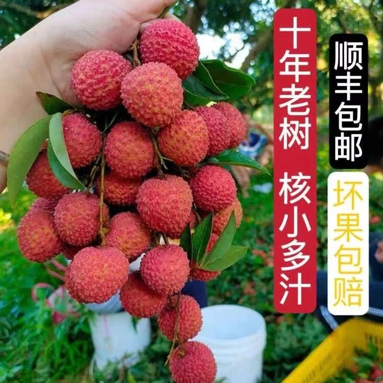 【顺丰包邮】广东饶平桂味荔枝自家果园精品袖珍核现摘现发冷链