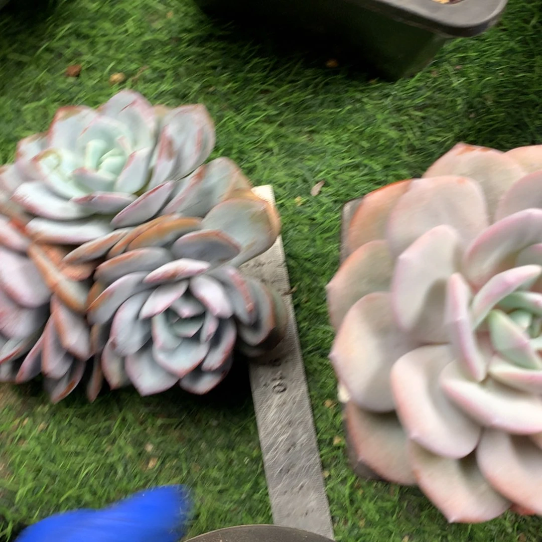 奶茶多肉大头潜力股发货