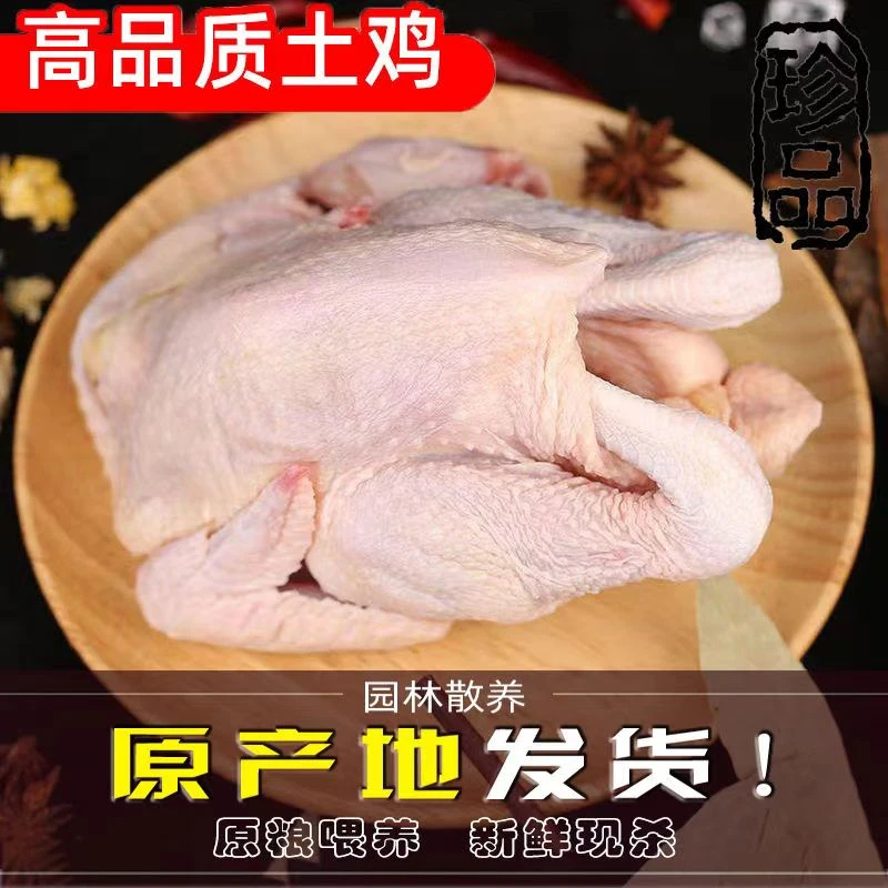 现杀散养未打鸣童子鸡小公鸡约2斤无鸡胗