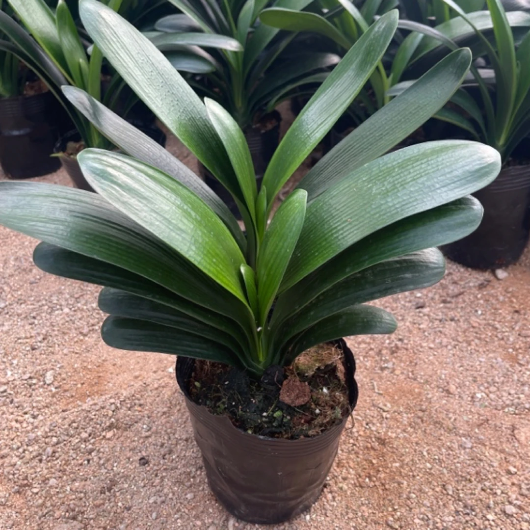 拍一发二室内高档君子兰盆栽绿植办公室阳台客厅四季常青