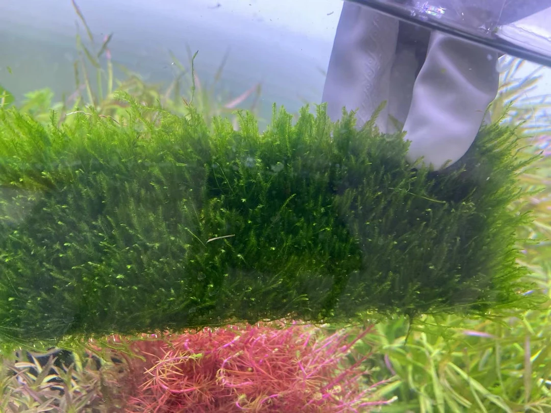 大三角莫斯水草，不需要二氧化碳灯光尺寸18厘米×7厘米