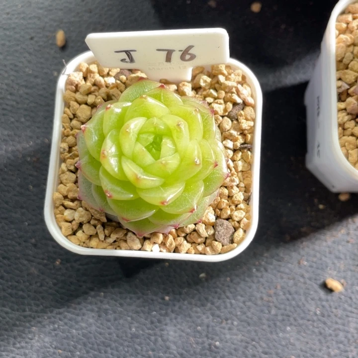 J76杜若珍妮 多肉单头