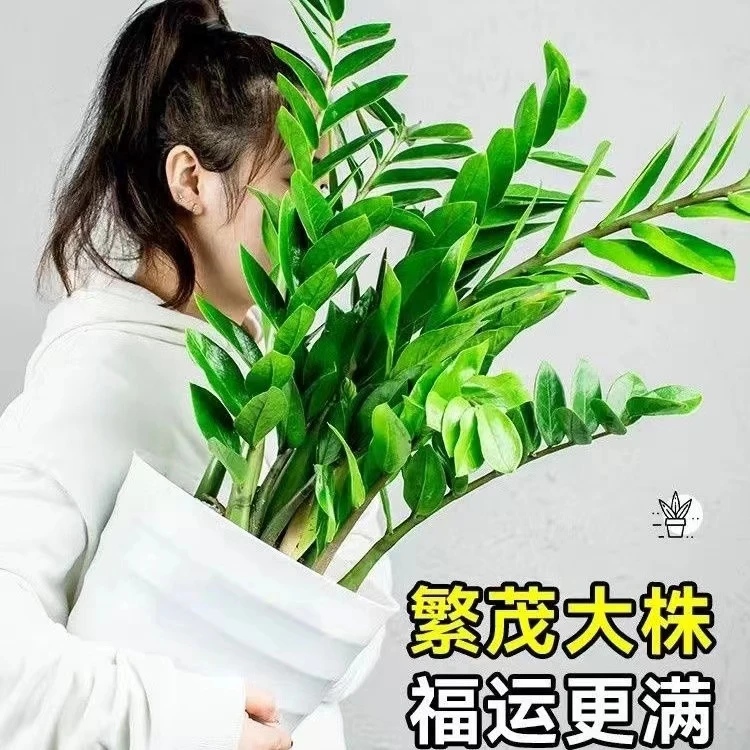 金钱树钱串子乔迁开业送礼净化空气吸甲醛易活好养摆放【送菱形盆】