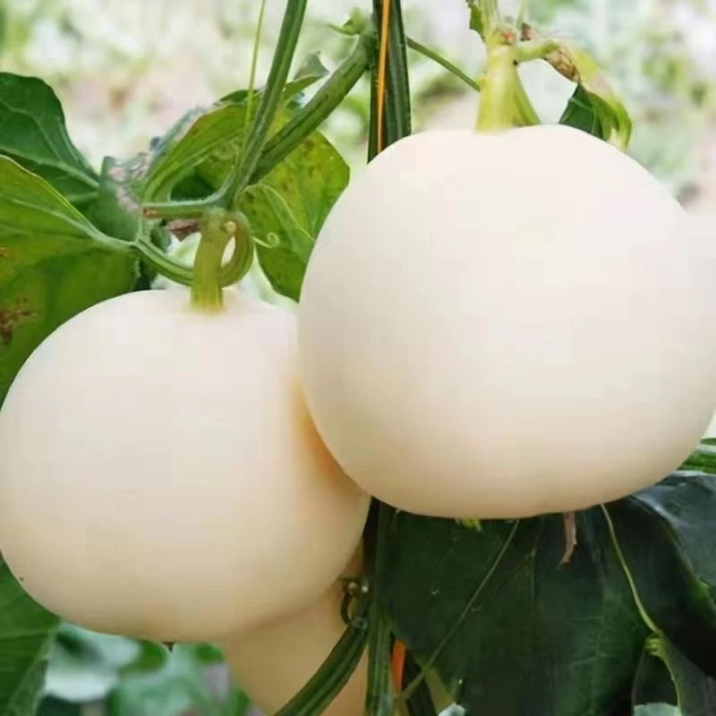 甜白沙糖甜瓜种甜早熟香瓜籽白沙蜜甜瓜可四季高产甜瓜籽水果