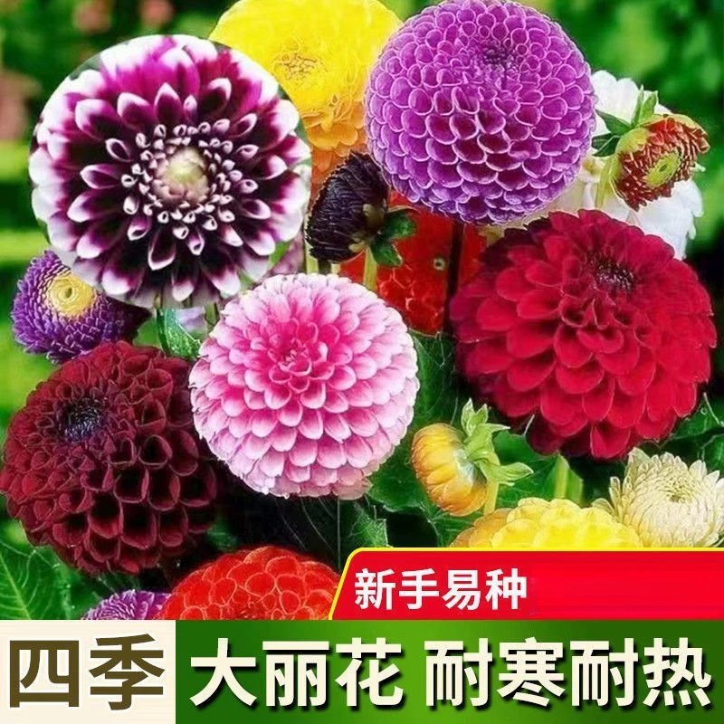 大丽花种子四季种植易种活室内室外庭院阳台盆栽花种籽