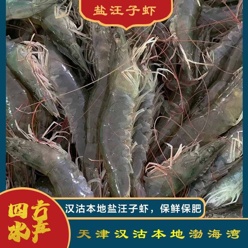 【活虾】汉沽直发盐滩虾（一斤20条左右）
