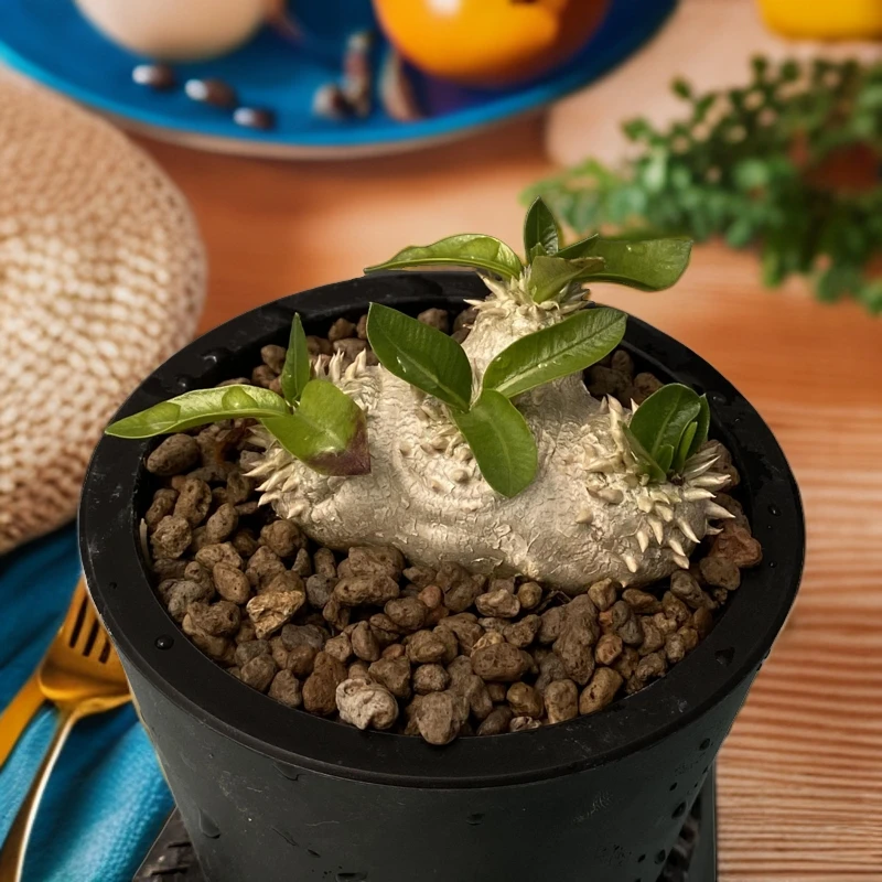 惠比须笑  小棒槌  多肉 盆栽 绿植