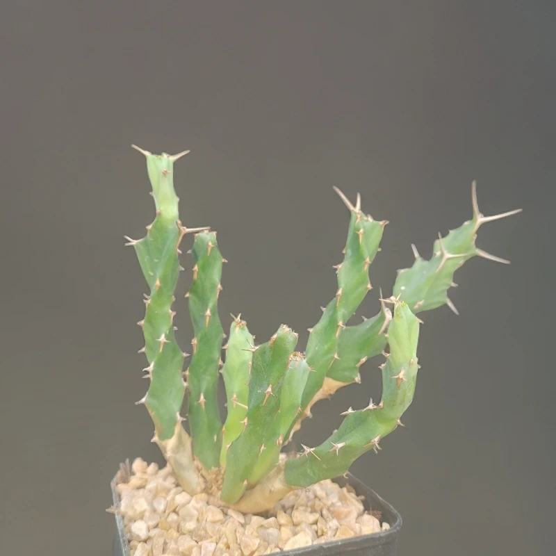 螺旋麒麟  实生 多肉  块根  一物一拍