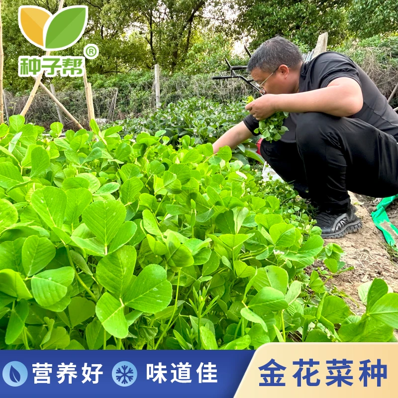 金花菜种子春秋播种大叶黄花苜蓿草头草籽农家庭院美味蔬菜菜籽