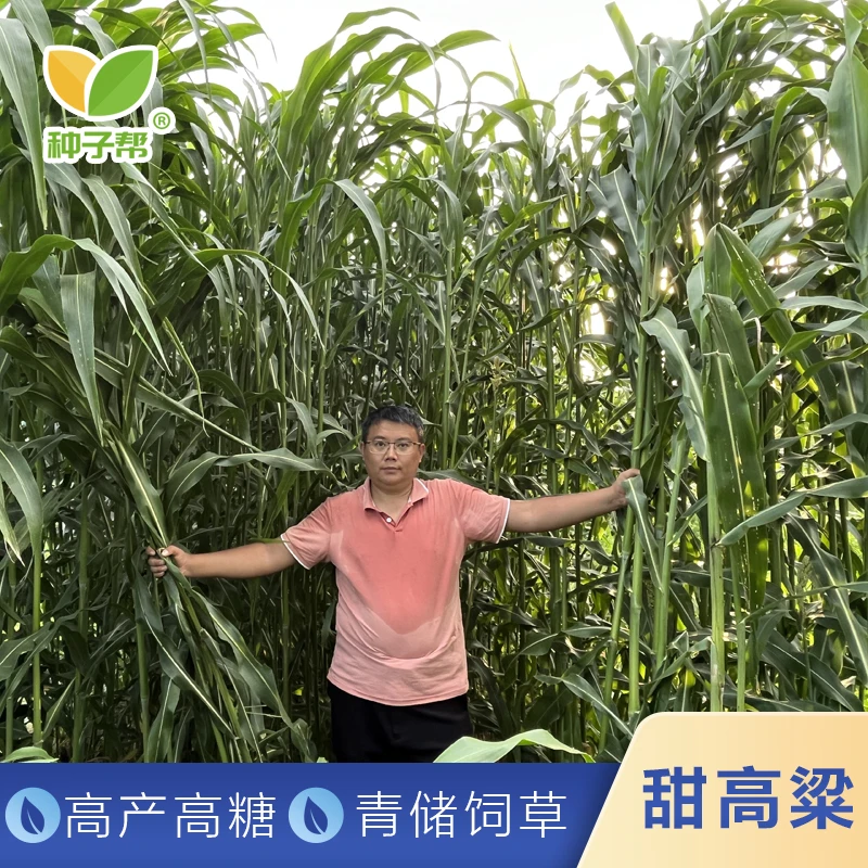 牧草甜高粱种子绿巨人大力士甜高粱团队培育新型饲用高粱养殖牛羊