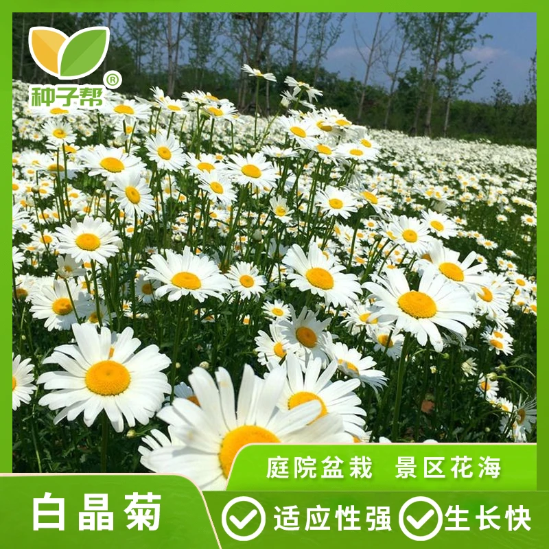 白晶菊种子小白菊晶晶菊种籽阳台盆栽道路美化花种子 高产花期长