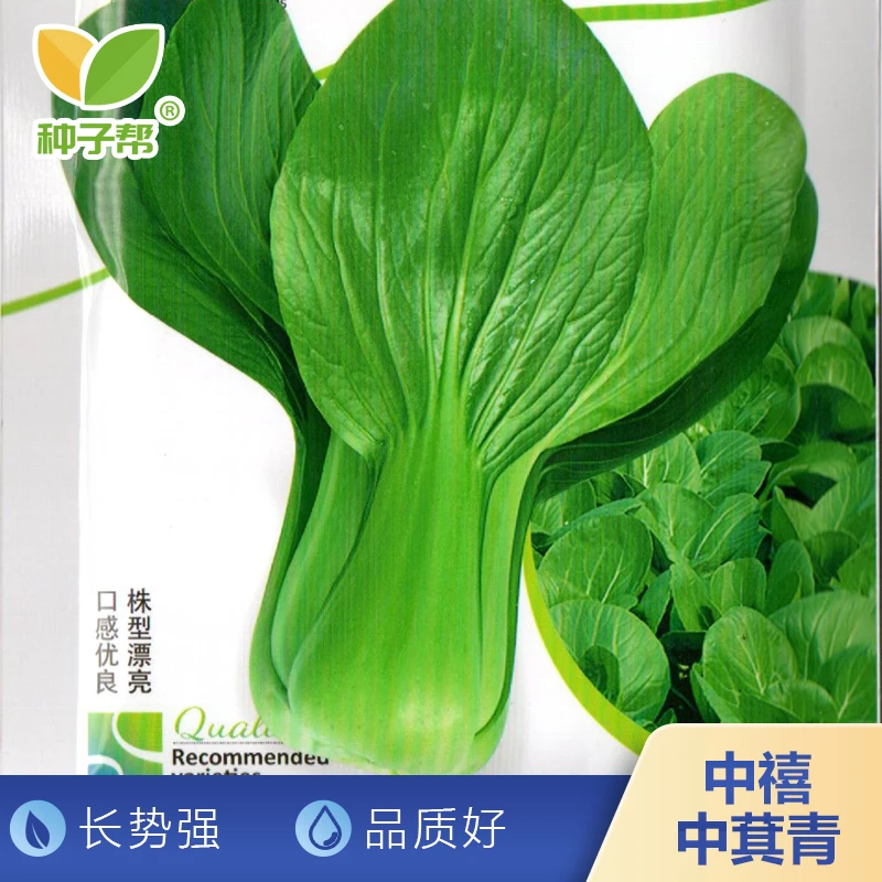中萁青种子春秋播种小青菜生长速度快全株翠绿卖相好爽口蔬菜种籽
