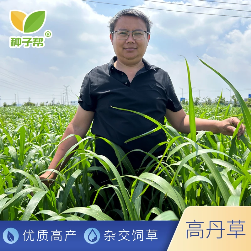 杂交王草高丹草种子牛羊牧草现割现喂多次收割再生快叶片多营养好
