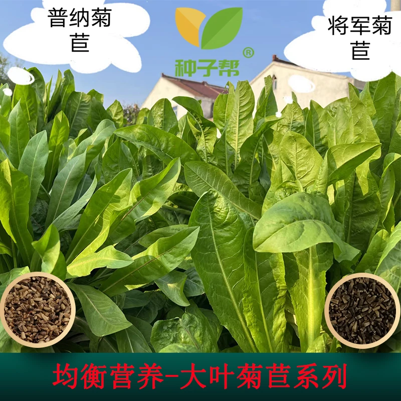 牧草种子试用装品种齐全适合全国春夏秋播种发芽生长降低养殖成本