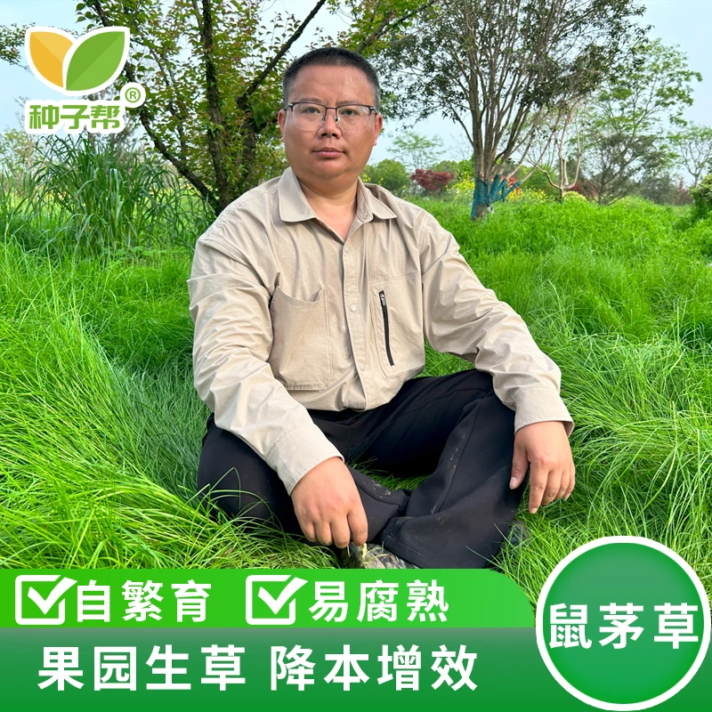鼠茅草种子果园生草栽培抑制杂草增肥保湿天然绿肥改善果园小气候