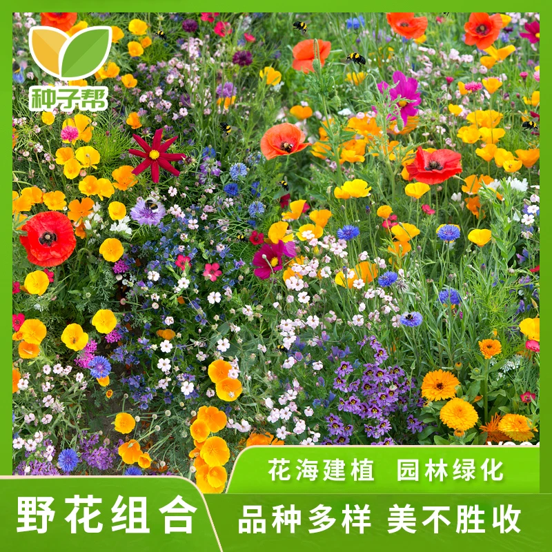 花卉种子野花组合四季开花速生矮生宿根花籽庭院景观室外花海建设